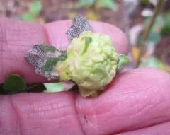 Coyote Brush Bud Gall Midge thumbnail 3