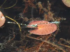 Subarctic Bluet thumbnail 2
