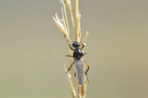 Bibio alienus