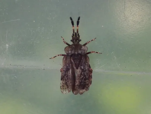 Aradus quadrilineatus