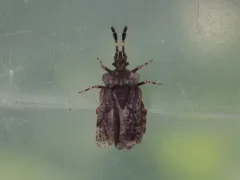 Aradus quadrilineatus thumbnail 1