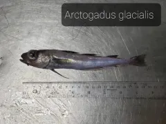 Polar Cod thumbnail 2