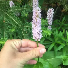 common bistort thumbnail 1