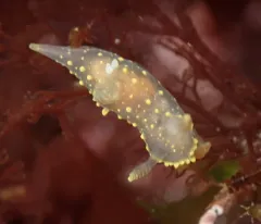 Rim-backed Nudibranch thumbnail 2