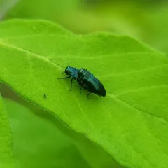 Agrilus cyanescens thumbnail 4