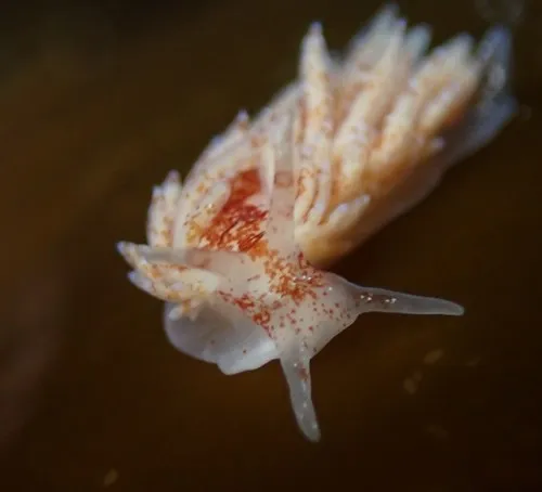 club-gilled nudibranch