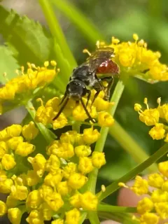 Sphecodes aroniae thumbnail 2