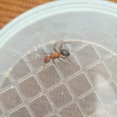 Allegheny Mound Ant thumbnail 3