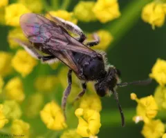 Golden-Alexanders Mining Bee thumbnail 2