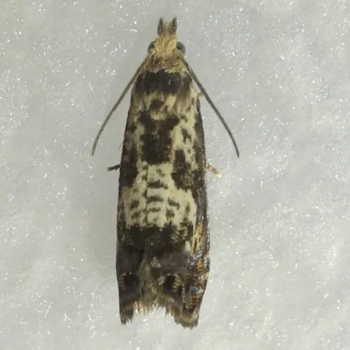 Dichrorampha incanana