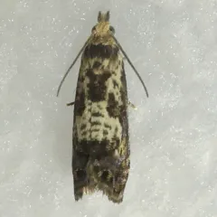 Dichrorampha incanana thumbnail 1