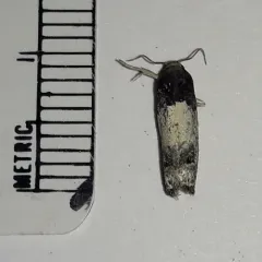 Goldenrod Gall Moth thumbnail 3