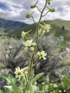 yellow-white larkspur thumbnail 2