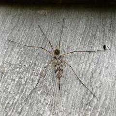 Tipula longiventris thumbnail 3