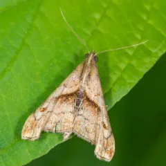 Dark-spotted Palthis Moth thumbnail 4