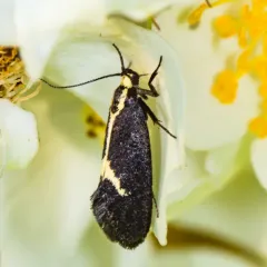 Skunk Moth thumbnail 2
