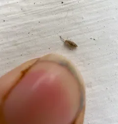 Cosmopolitan Springtail thumbnail 3