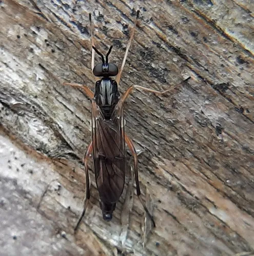Xylophagus reflectens