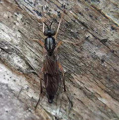 Xylophagus reflectens thumbnail 1