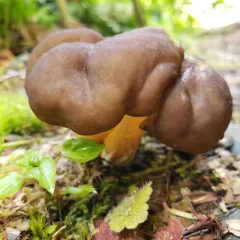 Pseudorhizina californica thumbnail 2