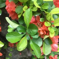 Japanese Quince thumbnail 3