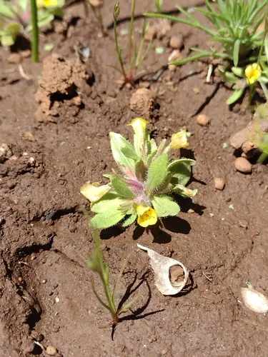 egg lake monkeyflower