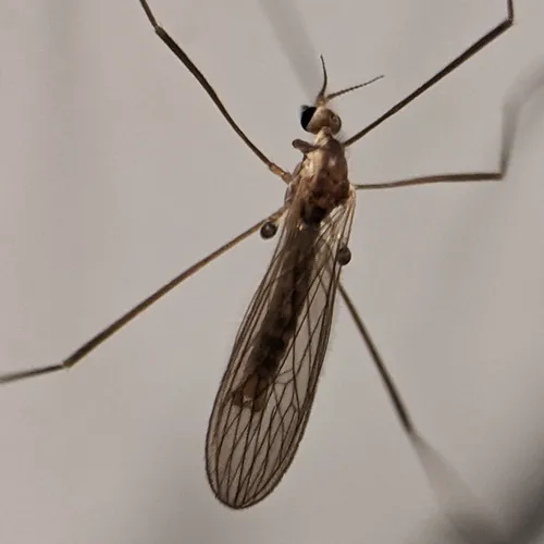 Erioptera septemtrionis