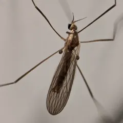 Erioptera septemtrionis thumbnail 1