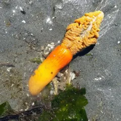 Orange Sea Pen thumbnail 1