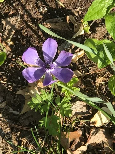 poppy anemone