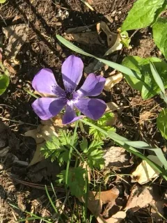 poppy anemone thumbnail 1