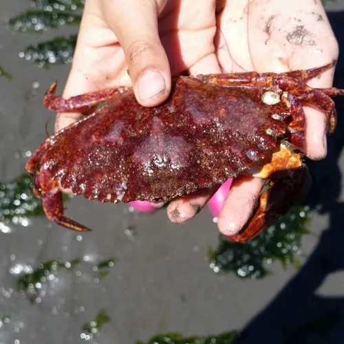 Red Rock Crab