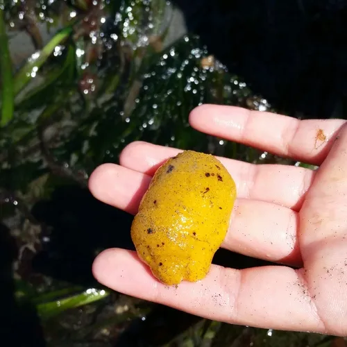 Monterey Dorid