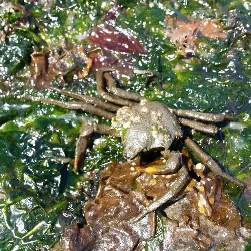 Northern Kelp Crab