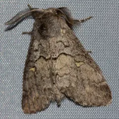 Four-spotted Gluphisia Moth thumbnail 2