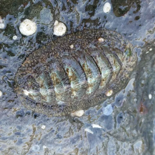 Woody Chiton