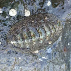Woody Chiton thumbnail 1