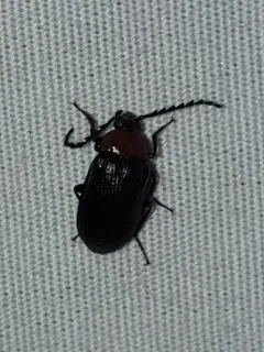 Charming Red-and-Black Teneb thumbnail 2