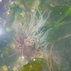 succulent seaweed thumbnail 2