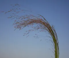 Winter Bentgrass thumbnail 2