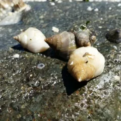 Frilled Dogwinkle thumbnail 1