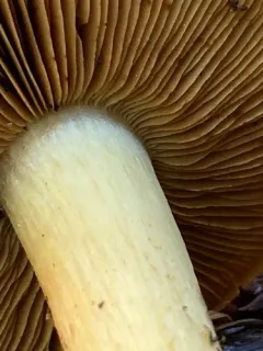 Cortinarius parkeri thumbnail 3