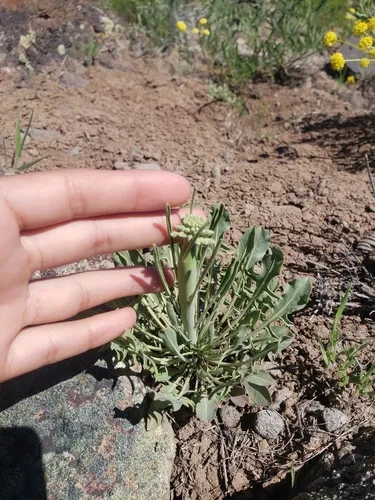 thick-stem wild cabbage
