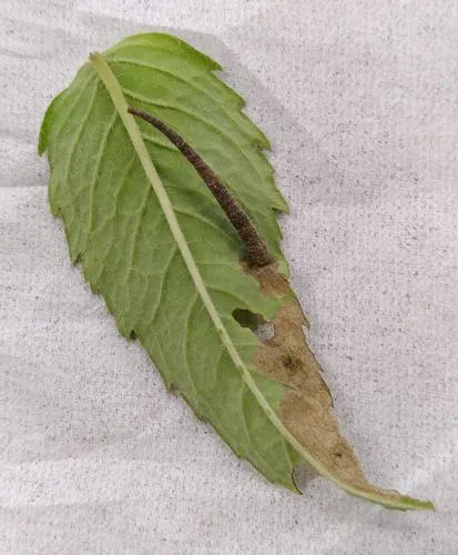 Coleophora monardella