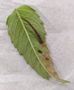 Coleophora monardella thumbnail 1