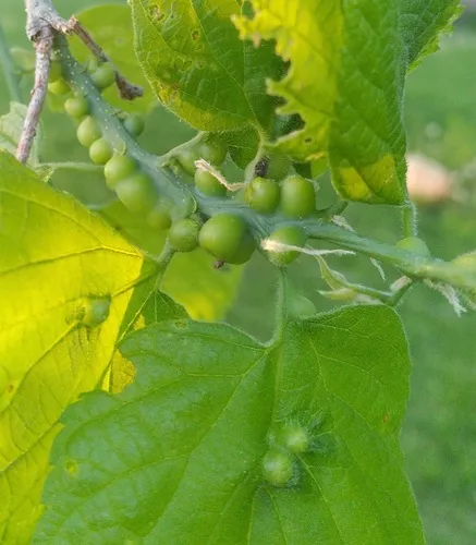 Hackberry Popout Gall Midge
