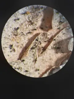 Whisk Broom Lichen thumbnail 2