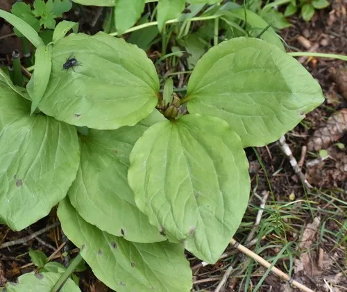 Idaho trillium