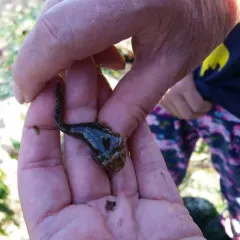 Northern Clingfish thumbnail 1