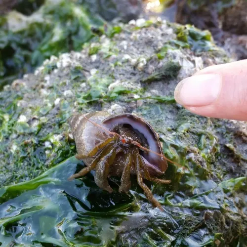 Grainy Hermit Crab